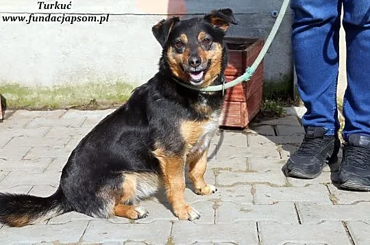 Turkuć - przyjacielski piesek, Mazowieckie, Nowy Dwór Mazowiecki