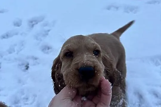 Cocker spaniel angielski