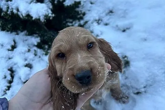 Cocker spaniel angielski, Łódzkie, Celestynów