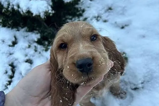 Cocker spaniel angielski, Łódzkie, Celestynów