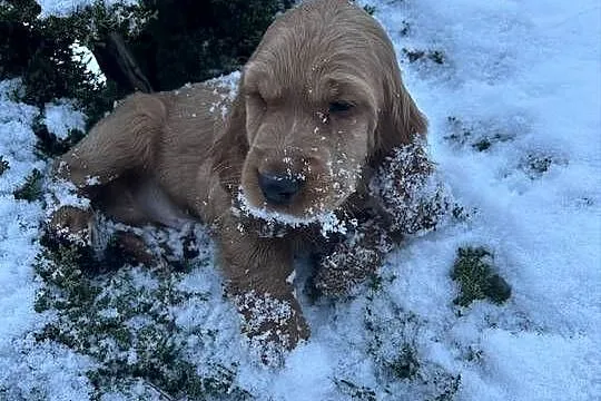 Cocker spaniel angielski, Łódzkie, Celestynów