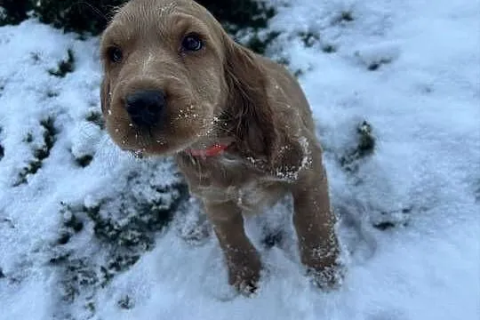 Cocker spaniel angielski, Łódzkie, Celestynów