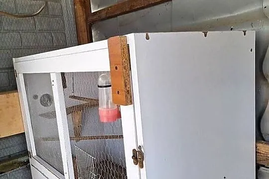 Klatka na  papugi, Wielkopolskie, Dzierzbin