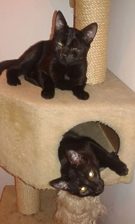 Portos i Aramis do adopcji !