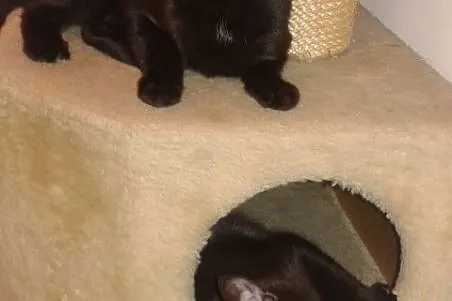 Portos i Aramis do adopcji !