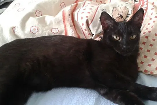 Portos i Aramis do adopcji !