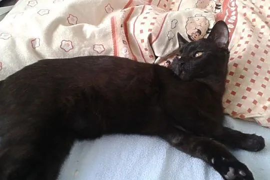Portos i Aramis do adopcji !