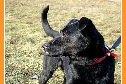 Pinczer WADER,przesympatyczny psiak,pieszczoch i p