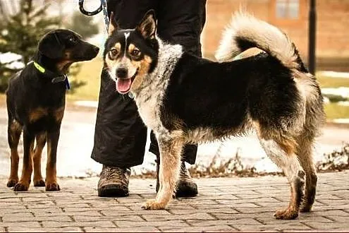 Edi - żywe sreberko :),  warmińsko-mazurskie Olszt
