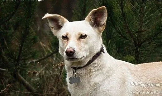 Od 2 lat szuka domu - MILKA - adoptuj ją!, mazowi