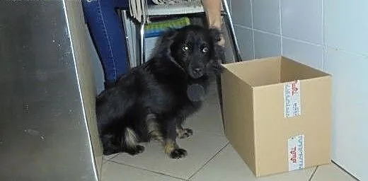 Wyrzucony w lesie MIKRO pies szuka domu, łódzkie