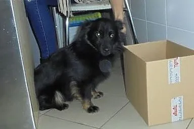 Wyrzucony w lesie MIKRO pies szuka domu, łódzkie Pabianice