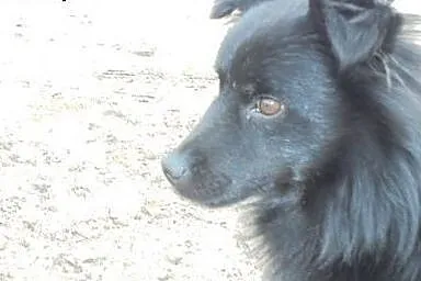 Wyrzucony w lesie MIKRO pies szuka domu,  łódzkie 