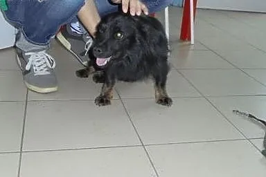 Wyrzucony w lesie MIKRO pies szuka domu,  łódzkie 