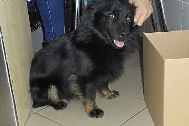 Wyrzucony w lesie MIKRO pies szuka domu,  łódzkie 