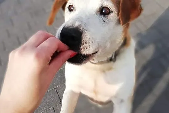 Ed - przyjaciel na lata :), Łódzkie, Łódź