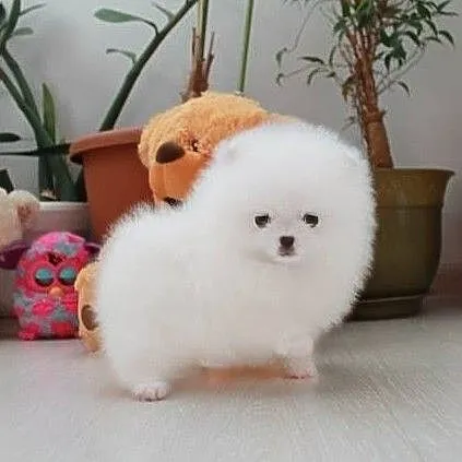 pomeranian unikat micro mini, Opolskie, Opole