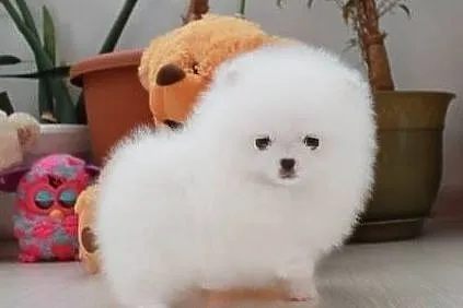 pomeranian unikat micro mini, Opolskie, Opole