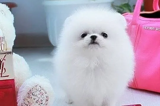pomeranian unikat micro mini, Opolskie, Opole