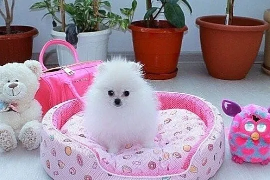 pomeranian unikat micro mini, Opolskie, Opole