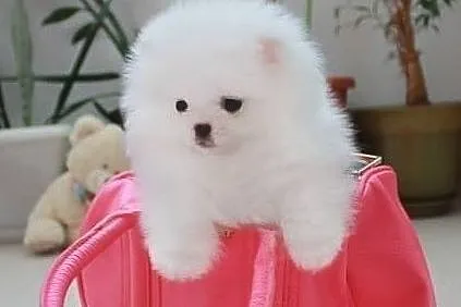 pomeranian unikat micro mini, Opolskie, Opole