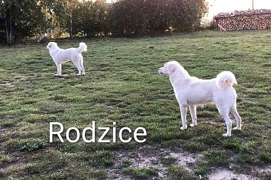 Owczarek Podhalański , piękne szczenięta z metryką , Radzyń Chełmiński, Kujawsko-pomorskie