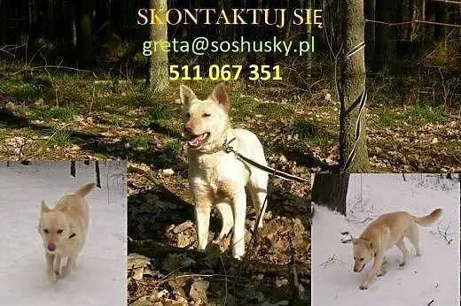 Suri - suczka o wielkim sercu szuka domu,  śląskie
