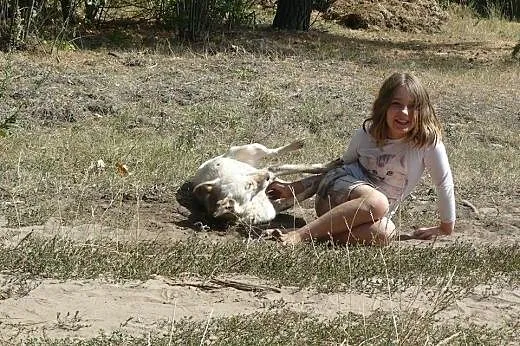Suri - suczka o wielkim sercu szuka domu,  śląskie
