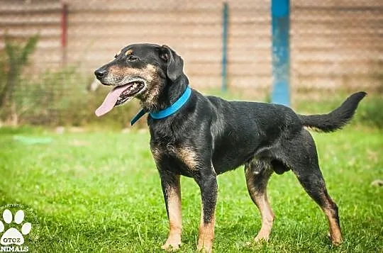 OTOZ Animals - Goofy - uratowany psiak przed śmiercią - szuka domku!, Pomorskie, Tczew