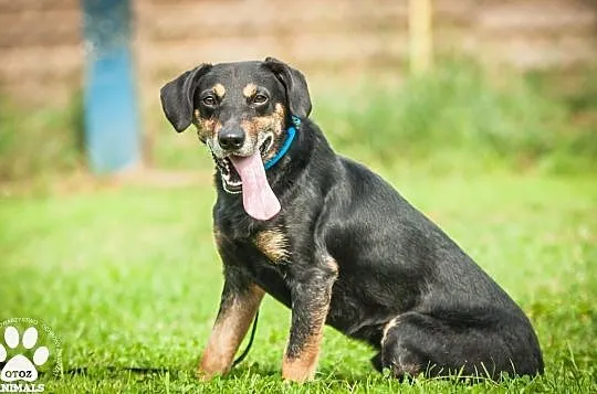 OTOZ Animals - Goofy - uratowany psiak przed śmiercią - szuka domku!, Pomorskie, Tczew