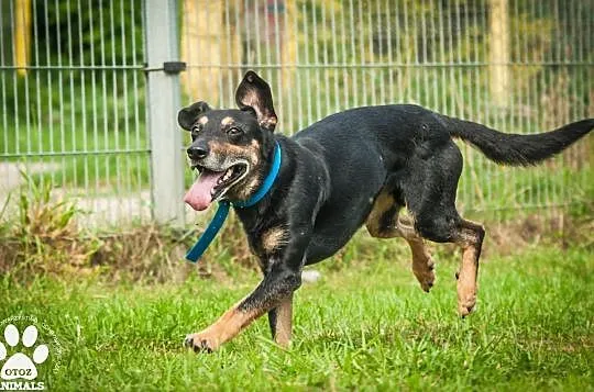 OTOZ Animals - Goofy - uratowany psiak przed śmiercią - szuka domku!, Pomorskie, Tczew