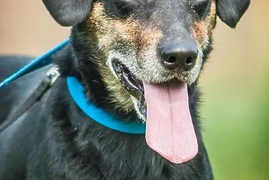 OTOZ Animals - Goofy - uratowany psiak przed śmiercią - szuka domku!, Pomorskie, Tczew