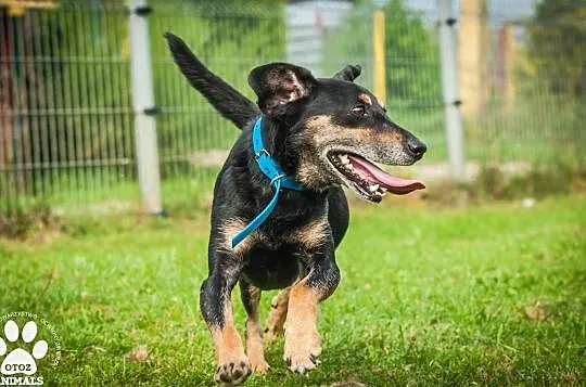 OTOZ Animals - Goofy - uratowany psiak przed śmiercią - szuka domku!, Pomorskie, Tczew