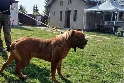 Sprzedam psa dog de bordux