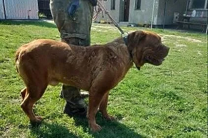 Sprzedam psa dog de bordux, Wielkopolskie, Nowy Tomyśl