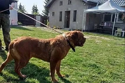 Sprzedam psa dog de bordux, Wielkopolskie, Nowy Tomyśl