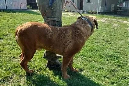 Sprzedam psa dog de bordux, Wielkopolskie, Nowy Tomyśl