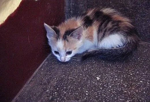 6 kotkoe 7 tyg rudy,trikolorka,buraski,adopcja!!,