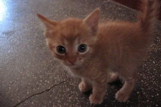 6 kotkoe 7 tyg rudy,trikolorka,buraski,adopcja!!, 