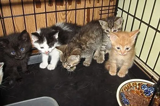 6 kotkoe 7 tyg rudy,trikolorka,buraski,adopcja!!, 