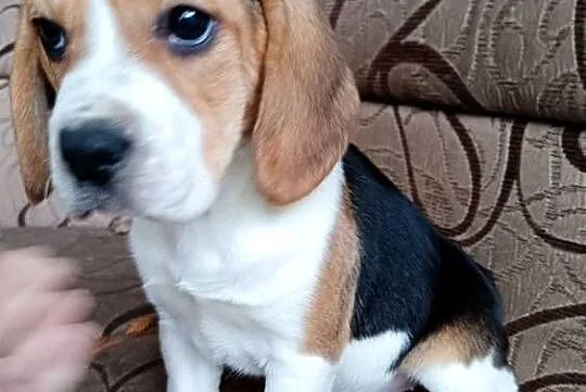 Szczeniak Beagle suczka, Podkarpackie, Otałęż