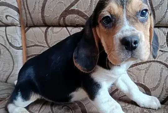 Szczeniak Beagle suczka, Podkarpackie, Otałęż