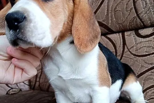 Szczeniak Beagle suczka, Podkarpackie, Otałęż