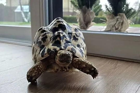 Żółw lamparci lądowy., Pomorskie, Lębork