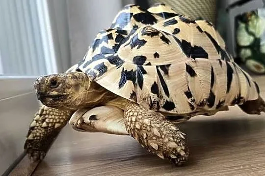 Żółw lamparci lądowy., Pomorskie, Lębork