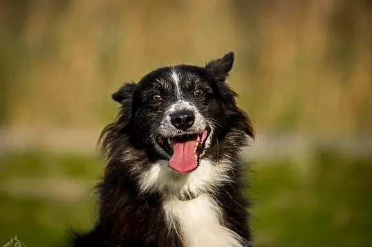 OBI - do adopcji się pcha, bo serce pełne miłości ma :), Mazowieckie, Warszawa
