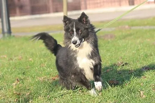 OBI - do adopcji się pcha, bo serce pełne miłości ma :), Mazowieckie, Warszawa