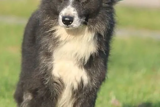 OBI - do adopcji się pcha, bo serce pełne miłości ma :), Mazowieckie, Warszawa