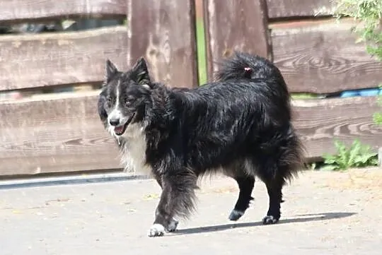 OBI - do adopcji się pcha, bo serce pełne miłości ma :), Mazowieckie, Warszawa