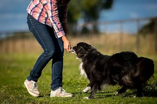 OBI - do adopcji się pcha, bo serce pełne miłości ma :), Mazowieckie, Warszawa